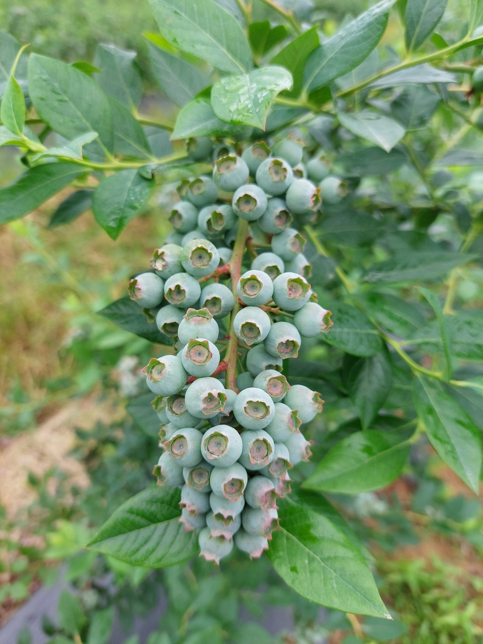 Blueberries on the farm 