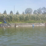 Foto-1703-Fishing-Mwea-Farm