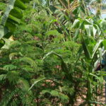 Foto 2. Ambangusii, Mary Consolata-minimumtillage & agroforestry (2)