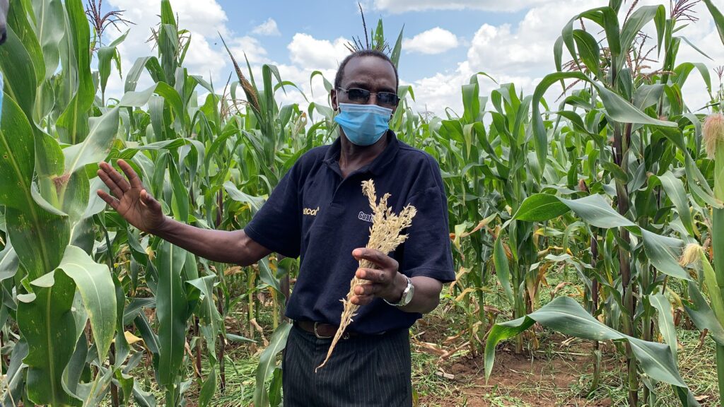 Farmer holding maize