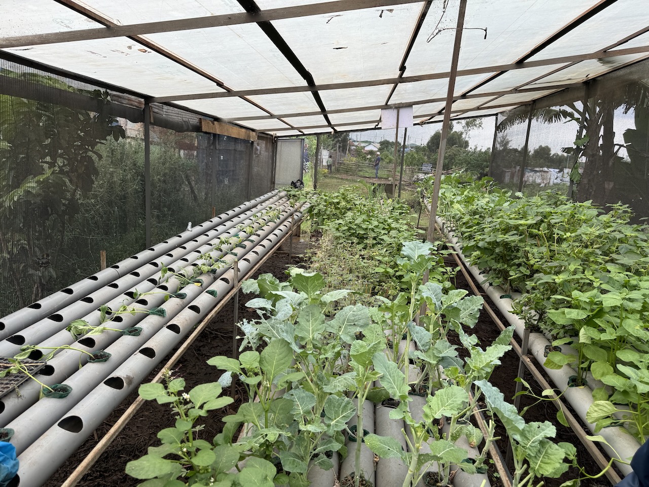 Komb Green Solutions greenhouse