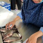 Fish freshness quality assessment