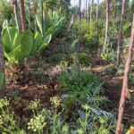 The Syntropic Agroforestry – Mulching