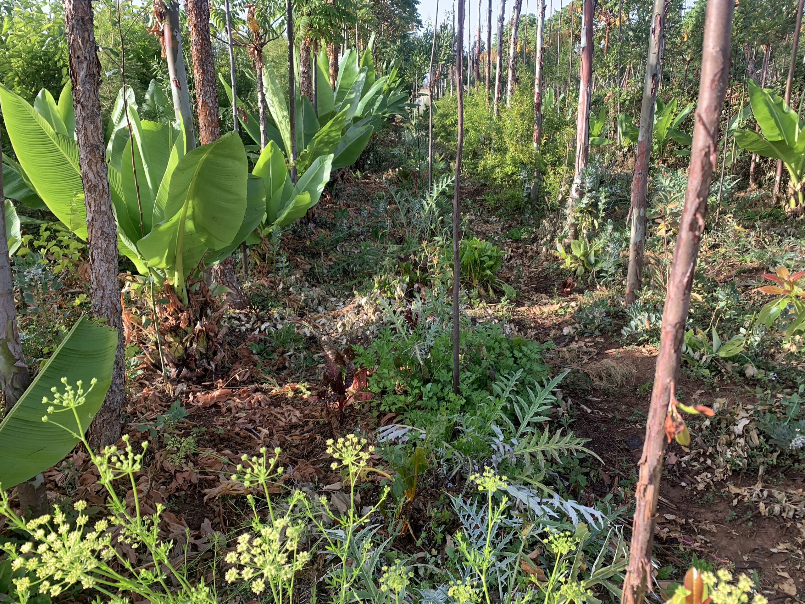 The Syntropic Agroforestry - Mulching