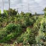 The Syntropic Agroforestry – Crops and Tree lines