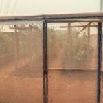 KSA greenhouse